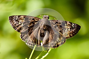 Duskywing, perhaps Wild Indigo Duskywing Butterfly - Erynnis baptisiae or Erynnis horatius,Â Horace's Duskywing